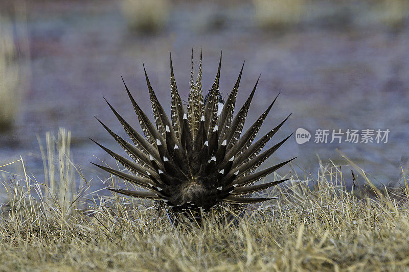 大鼠尾草松鸡(centrrocercus urophasianus)，也被称为鼠尾草，是北美最大的松鸡。它的分布范围是美国西部、阿尔伯塔省南部和加拿大萨斯喀彻温省的山艾树国家。马勒尔国家野生动物保护区